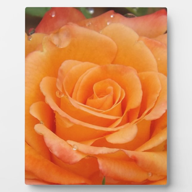 Orange Rose Plaque (Front)
