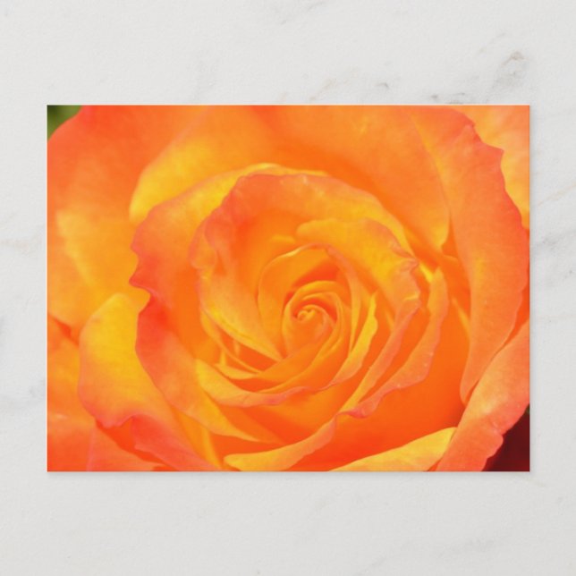 Orange Rose Postcard (Front)