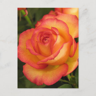 Orange Rose Postcard