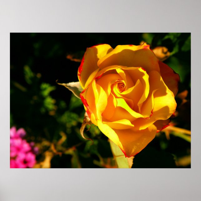 Orange rose poster (Front)