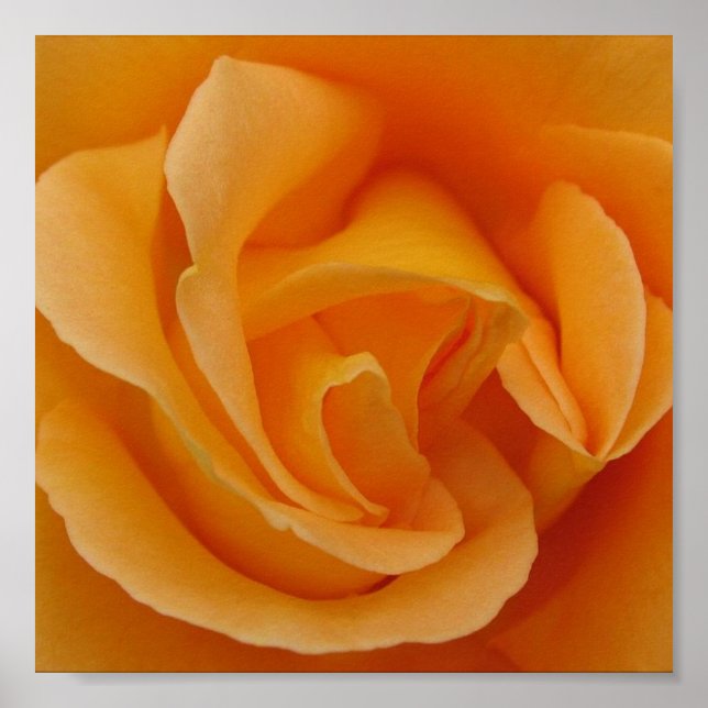 Orange Rose Poster (Front)