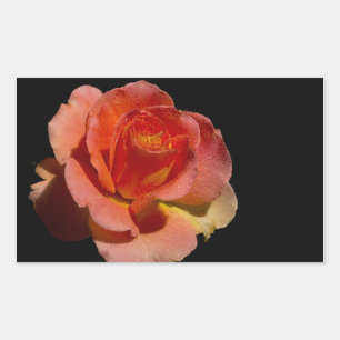 Orange Rose Rectangular Sticker
