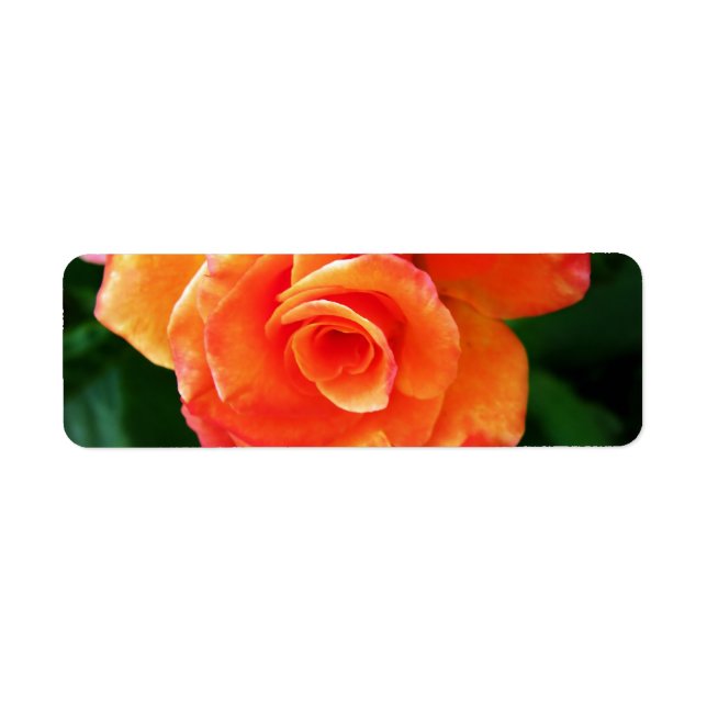 Orange rose   return address label (Front)