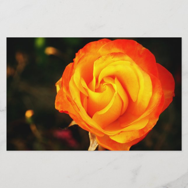 Orange rose stationery (Front)