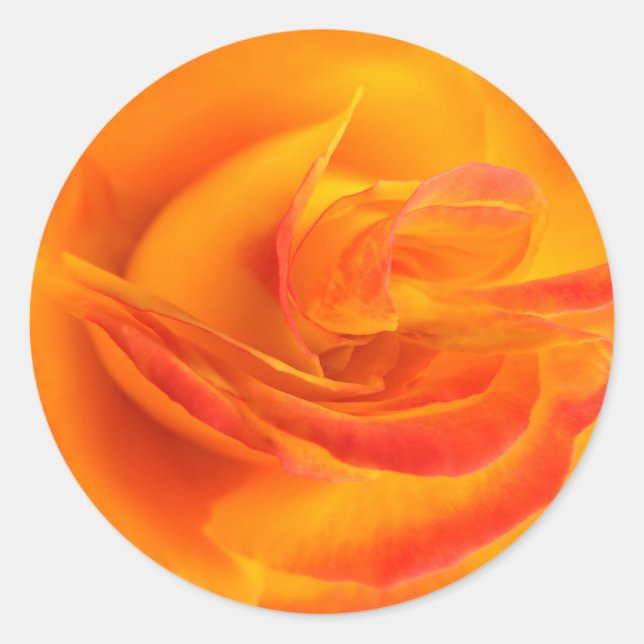 Orange Rose Stickers (Front)