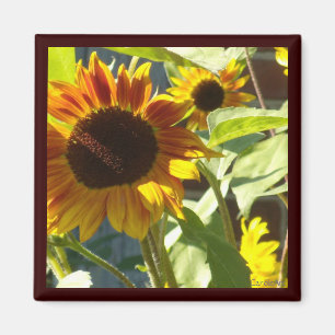 Orange Rose Sunflower Magnet