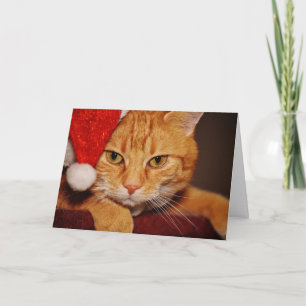 Orange Santa Kitty: Merry Christmas from the Cat Holiday Card