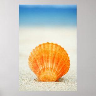 Orange Scallop Shell Standing Upright In Sand Poster