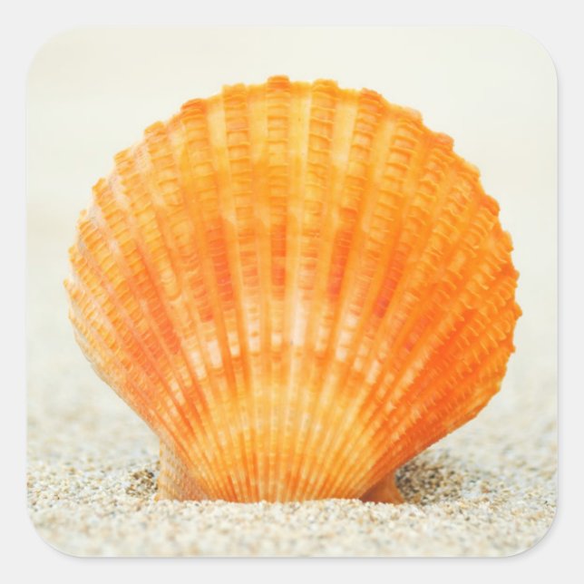 Orange Scallop Shell Standing Upright In Sand Square Sticker (Front)