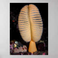 Orange Sea Pen with Quillback Rockfish Fine Art