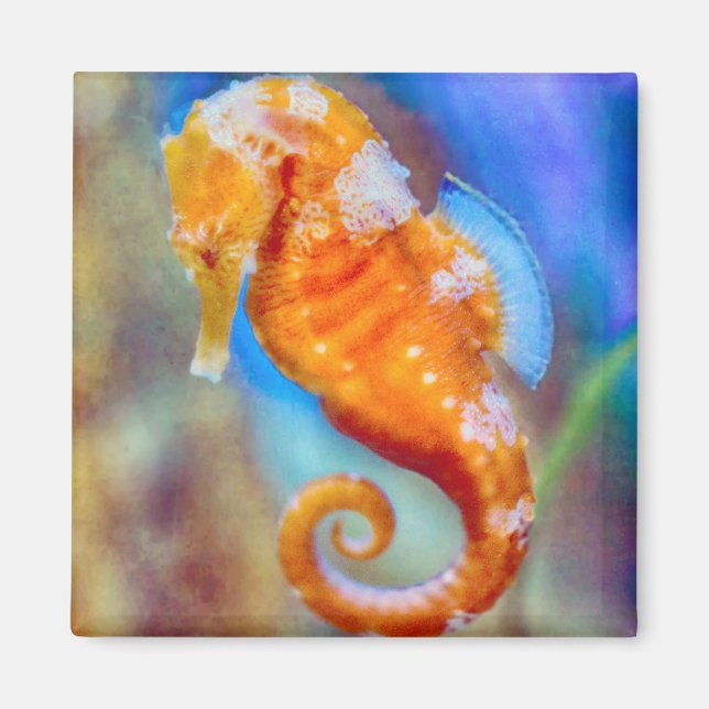 Orange Seahorse delight Magnet (Front)