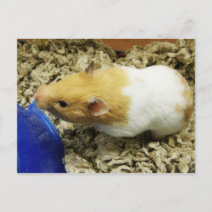 Orange Shelter Hamster Postcards