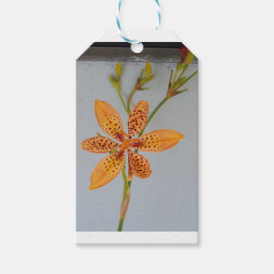 Orange spotted Iris called a Blackberry lily Gift Tags