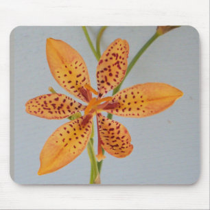 Orange spotted Iris called a Blackberry lily Mouse Pad