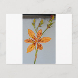 Orange spotted Iris called a  Blackberry lily Postcard