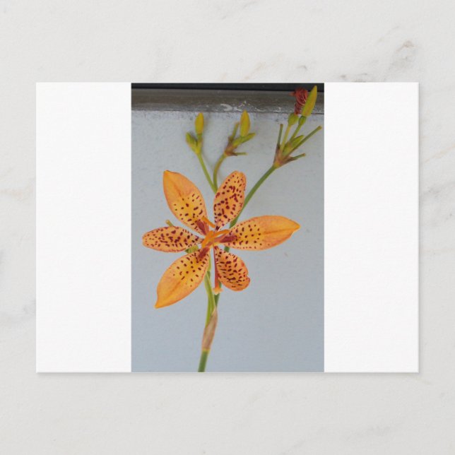 Orange spotted Iris called a  Blackberry lily Postcard (Front)