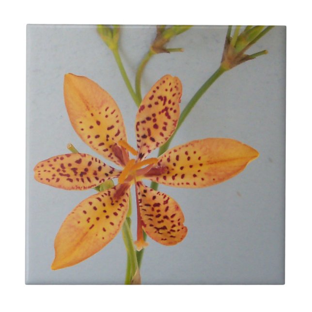 Orange spotted Iris called a  Blackberry lily Tile (Front)
