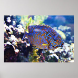 Orange Spotted Rabbit Fish Poster