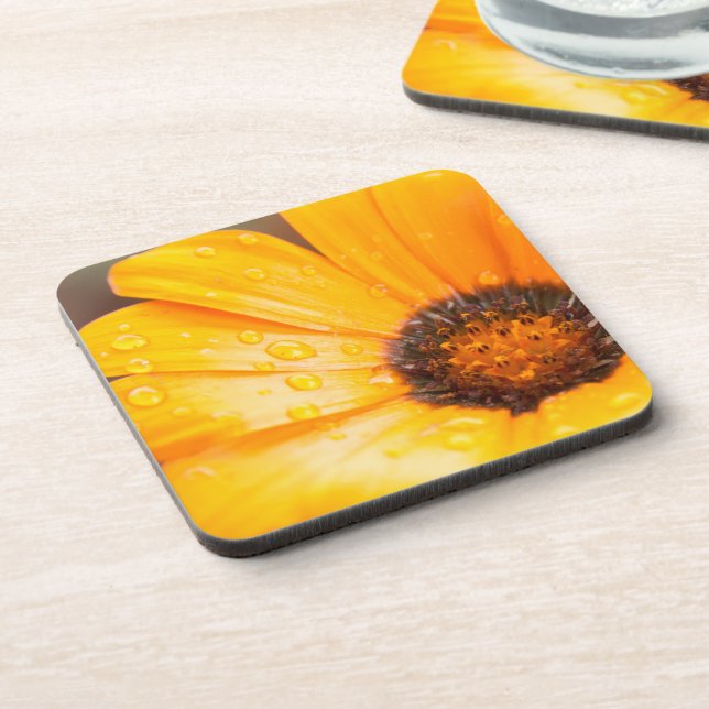 Orange Spring Flash African Daisy Close Up Photo Coaster (Left Side)