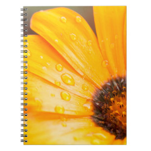 Orange Spring Flash African Daisy Close-Up Photo Notebook