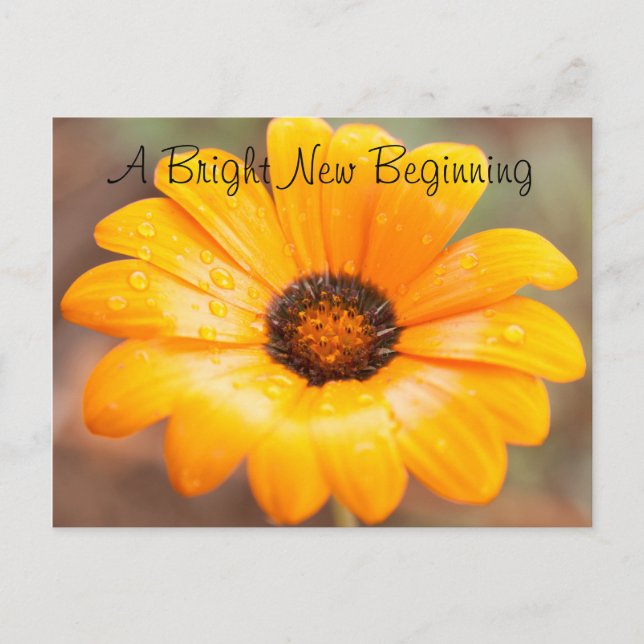 Orange Spring Flash Daisy Close-Up Photo Custom Postcard (Front)