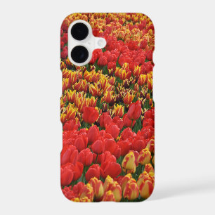 Orange spring tulips