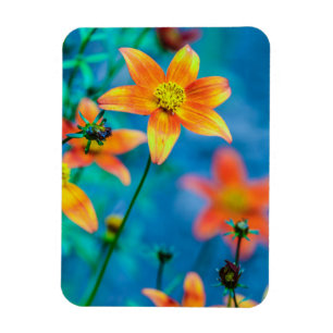 Orange Star Flower Magnet
