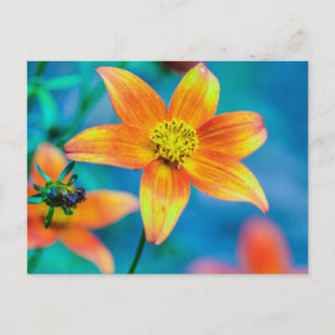 Orange Star Flower Postcard