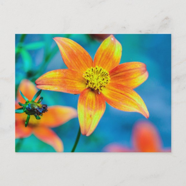 Orange Star Flower Postcard (Front)
