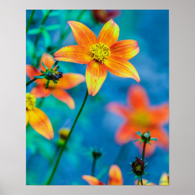 Orange Star Flower Poster (Front)