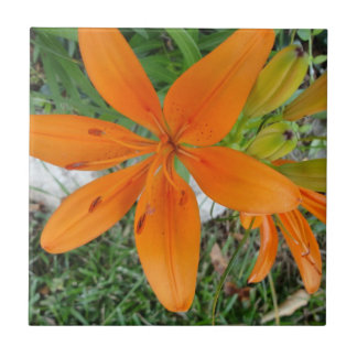 Orange Starburst Lily Ceramic Tile