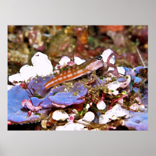 Orange Striped Blenny Poster