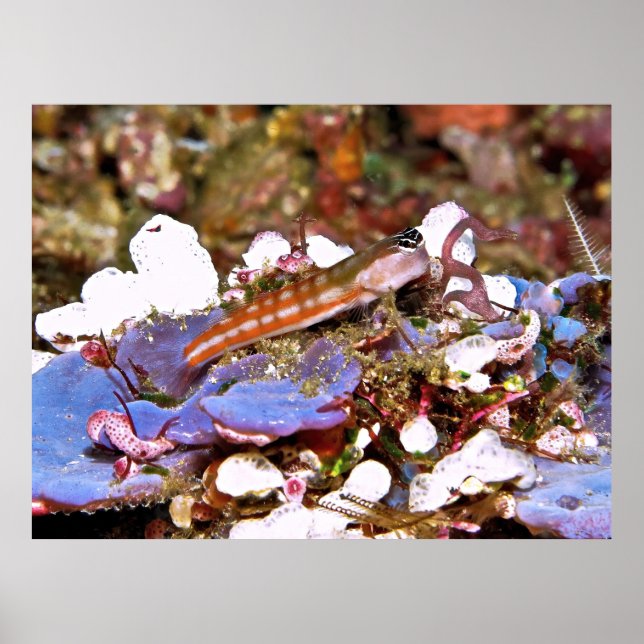 Orange Striped Blenny Poster (Front)