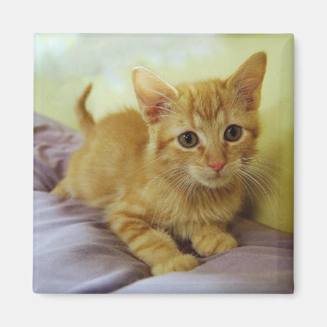 Orange Striped Tabby Kitten Magnet (Front)