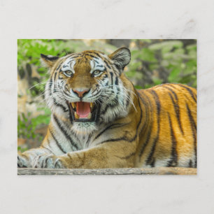 Orange Striped Tiger Postcard