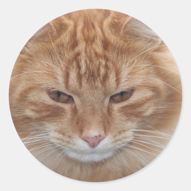 Orange Stripped Tabby Cat Classic Round Sticker (Front)