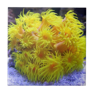 Orange Sun Coral Tile