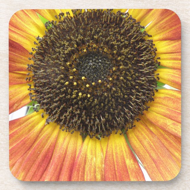 Orange Sunflower Cork Coaster (Front)