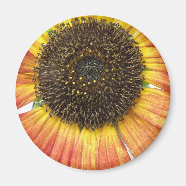 Orange Sunflower Magnet (Front)