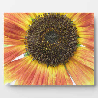 Orange Sunflower Plaque