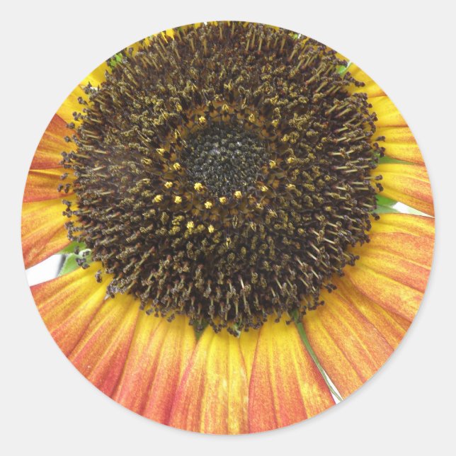 Orange Sunflower Stickers (Front)