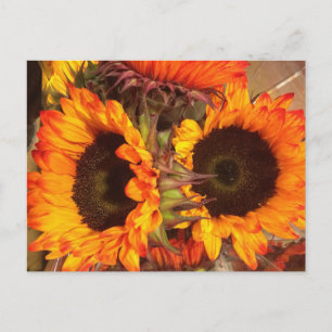Orange Sunflowers Postcard