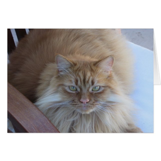 Orange Tabby (Front Horizontal)