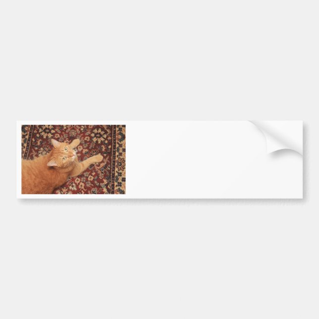 Orange Tabby Bumper Sticker (Front)