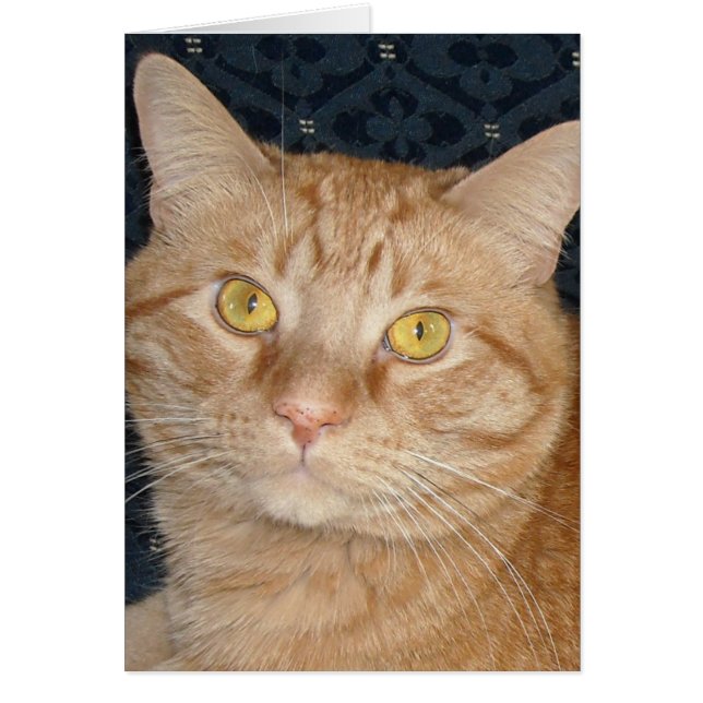 Orange Tabby Cat (Front)