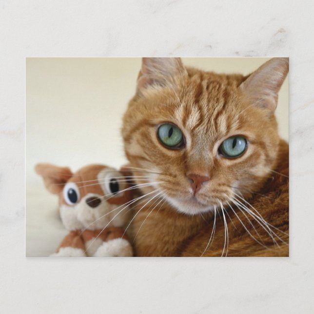 Orange Tabby Cat and Best Friend Postcard (Front)