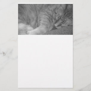 Orange Tabby Cat/Black & White Photography Stationery