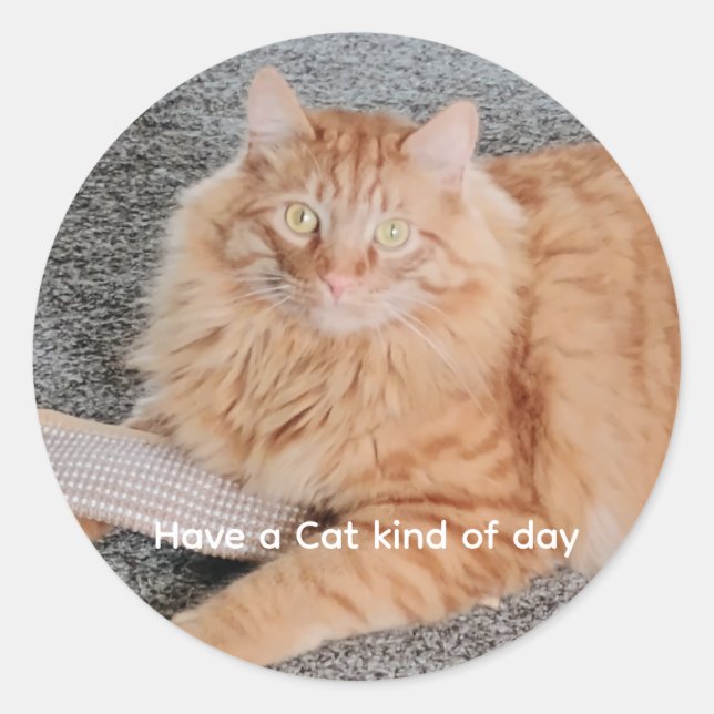 Orange Tabby cat  Classic Round Sticker (Front)