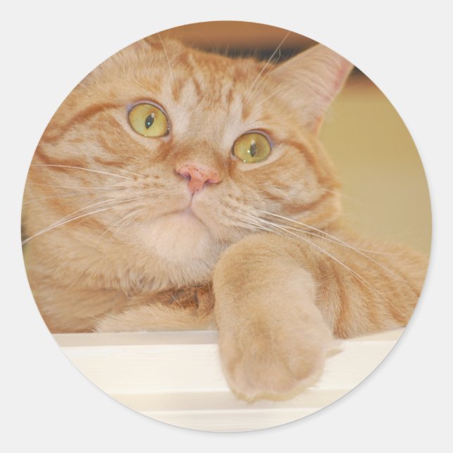 Orange Tabby Cat Classic Round Sticker (Front)