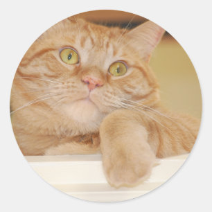 Orange Tabby Cat Classic Round Sticker